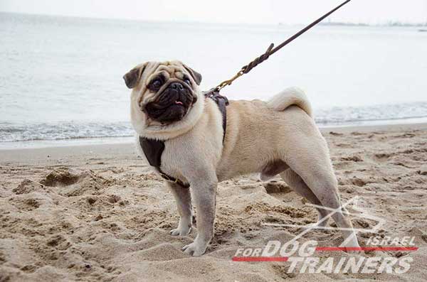 רתמת עור לכלב, מיועדת לגורים | לאימונים, טיולים ולגישוש - FOR DOG TRAINERS- ISRAEL