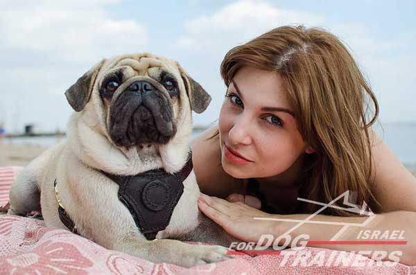 רתמת עור לכלב, מיועדת לגורים | לאימונים, טיולים ולגישוש - FOR DOG TRAINERS- ISRAEL