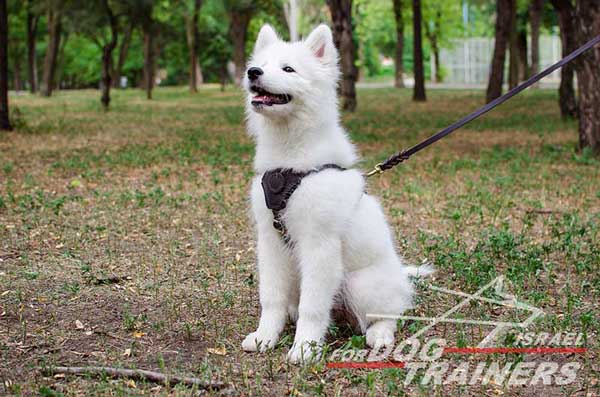 רתמת עור לכלב, מיועדת לגורים | לאימונים, טיולים ולגישוש - FOR DOG TRAINERS- ISRAEL