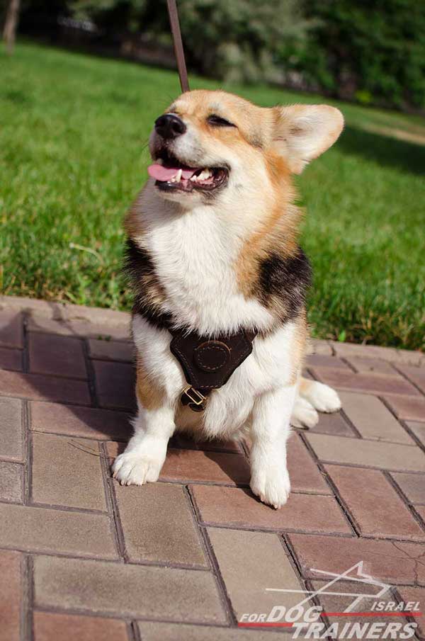 רתמת עור לכלב, מיועדת לגורים | לאימונים, טיולים ולגישוש - FOR DOG TRAINERS- ISRAEL