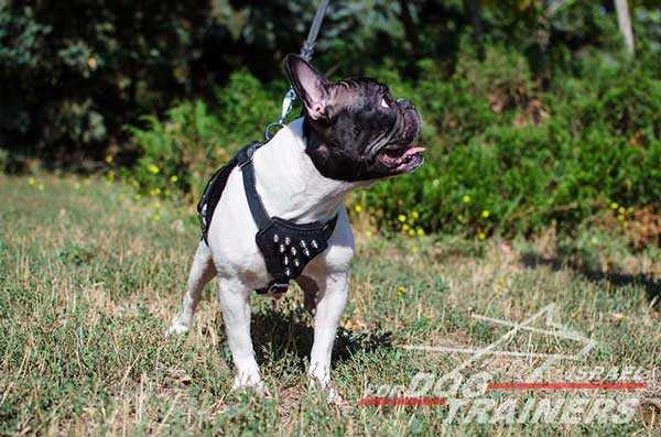 רתמה לכלב מעור לגורים ולכלבים קטנים- פרנץ' בולדוג - FOR DOG TRAINERS- ISRAEL