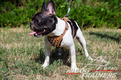 רתמה לכלב מעור לגורים ולכלבים קטנים- פרנץ' בולדוג - FOR DOG TRAINERS- ISRAEL