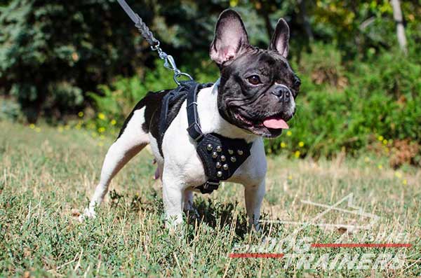 רתמת עור לכלב אופנתית עם ניטים מתאימה לכלבים קטנים- פרנץ' בולדוג - FOR DOG TRAINERS- ISRAEL