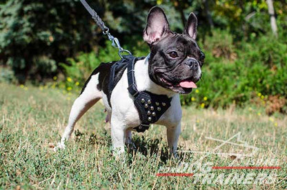 רתמת עור לכלב אופנתית עם ניטים מתאימה לכלבים קטנים- פרנץ' בולדוג - FOR DOG TRAINERS- ISRAEL