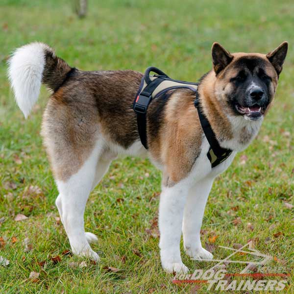 חדש! רתמה לכלב באיכות מעולה לשליטה מירבית - FOR DOG TRAINERS- ISRAEL