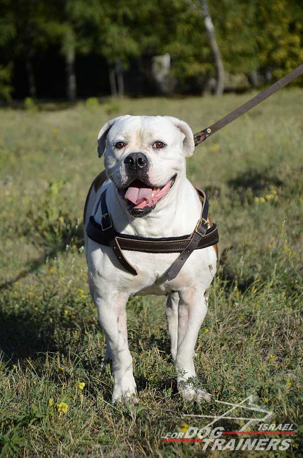 רתמת עור לכלב | לסחיבה / גרירה, גישוש ולטיולים - FOR DOG TRAINERS- ISRAEL