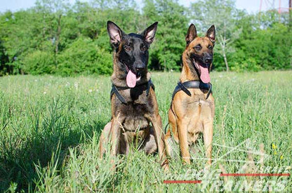 רתמת עור לכלב | לסחיבה / גרירה, גישוש ולטיולים - FOR DOG TRAINERS- ISRAEL