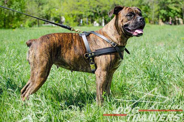 רתמת עור לכלב | לסחיבה / גרירה, גישוש ולטיולים - FOR DOG TRAINERS- ISRAEL