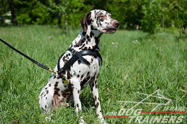 רתמת עור לכלב | לסחיבה / גרירה, גישוש ולטיולים - FOR DOG TRAINERS- ISRAEL