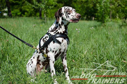 רתמת עור לכלב | לסחיבה / גרירה, גישוש ולטיולים - FOR DOG TRAINERS- ISRAEL