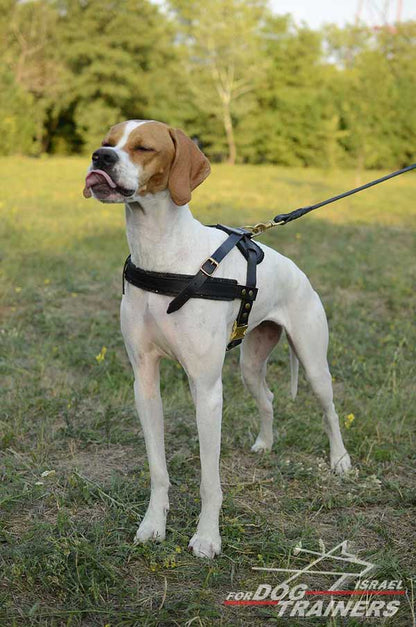 רתמת עור לכלב | לסחיבה / גרירה, גישוש ולטיולים - FOR DOG TRAINERS- ISRAEL