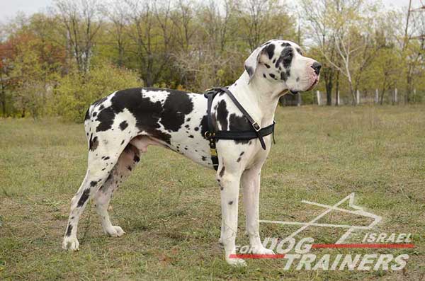 רתמת עור לכלב | לסחיבה / גרירה, גישוש ולטיולים - FOR DOG TRAINERS- ISRAEL