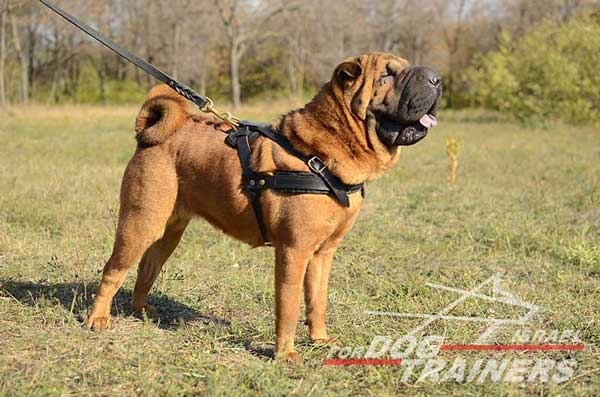 רתמת עור לכלב | לסחיבה / גרירה, גישוש ולטיולים - FOR DOG TRAINERS- ISRAEL