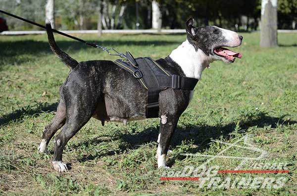 רתמה לכלב עשויה מניילון קלה ומתכווננת לכלב לסחיבה ולגרירה - FOR DOG TRAINERS- ISRAEL