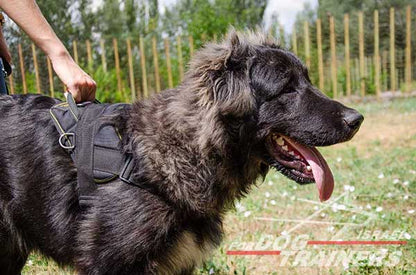 רתמה לכלב עשויה מניילון קלה ומתכווננת לכלב לסחיבה ולגרירה - FOR DOG TRAINERS- ISRAEL