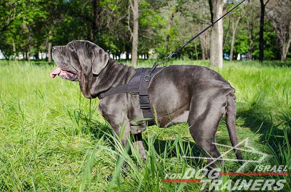 רתמה לכלב עשויה מניילון קלה ומתכווננת לכלב לסחיבה ולגרירה - FOR DOG TRAINERS- ISRAEL