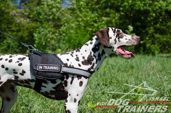 רתמה לכלב עשויה ניילון עם רצועה מחזירת אור לאימון, שירות משטרתי, חיפוש - FOR DOG TRAINERS- ISRAEL