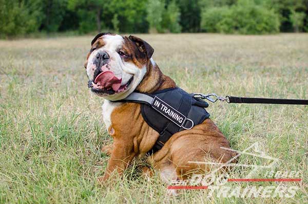 רתמה לכלב עשויה ניילון עם רצועה מחזירת אור לאימון, שירות משטרתי, חיפוש - FOR DOG TRAINERS- ISRAEL