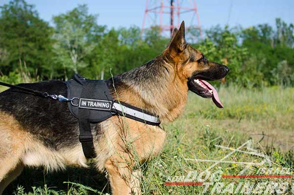 רתמה לכלב עשויה ניילון עם רצועה מחזירת אור לאימון, שירות משטרתי, חיפוש - FOR DOG TRAINERS- ISRAEL