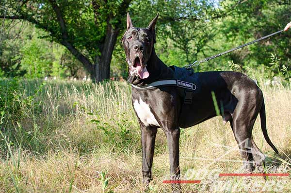 רתמה לכלב עשויה ניילון עם רצועה מחזירת אור לאימון, שירות משטרתי, חיפוש - FOR DOG TRAINERS- ISRAEL