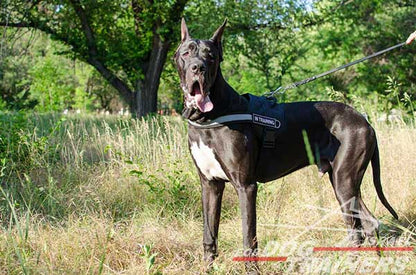 רתמה לכלב עשויה ניילון עם רצועה מחזירת אור לאימון, שירות משטרתי, חיפוש - FOR DOG TRAINERS- ISRAEL