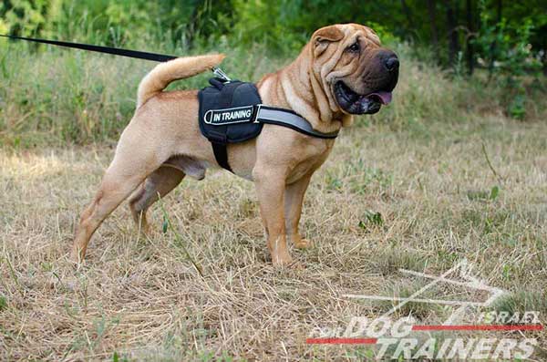 רתמה לכלב עשויה ניילון עם רצועה מחזירת אור לאימון, שירות משטרתי, חיפוש - FOR DOG TRAINERS- ISRAEL