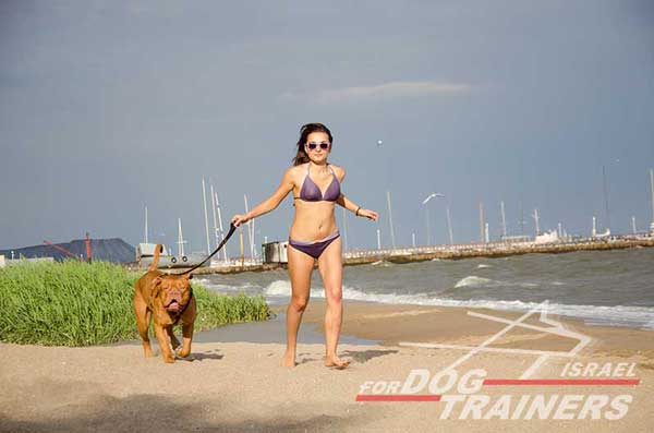 רתמת עור לכלב | לעבודות גישוש ולטיולים - FOR DOG TRAINERS- ISRAEL