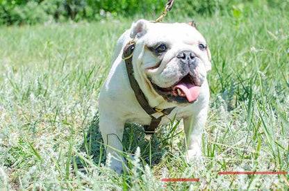 רתמת עור לכלב | לעבודות גישוש ולטיולים - FOR DOG TRAINERS- ISRAEL