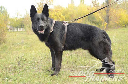 רתמת עור לכלב | לעבודות גישוש ולטיולים - FOR DOG TRAINERS- ISRAEL