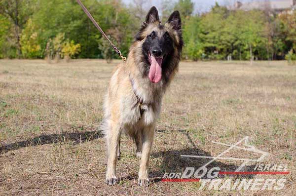 רתמת עור לכלב | לעבודות גישוש ולטיולים - FOR DOG TRAINERS- ISRAEL