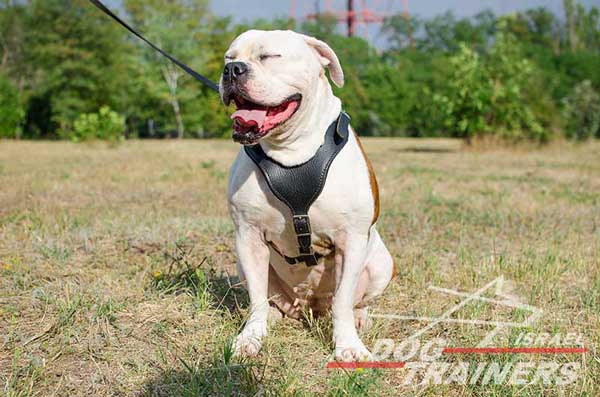 רתמת עור לכלב מתכווננת לאימוני הגנה / תקיפה - FOR DOG TRAINERS- ISRAEL