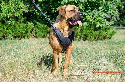 רתמת עור לכלב מתכווננת לאימוני הגנה / תקיפה - FOR DOG TRAINERS- ISRAEL