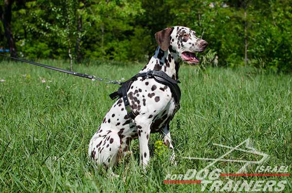 רתמת עור לכלב מתכווננת לאימוני הגנה / תקיפה - FOR DOG TRAINERS- ISRAEL