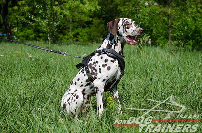 רתמת עור לכלב מתכווננת לאימוני הגנה / תקיפה - FOR DOG TRAINERS- ISRAEL