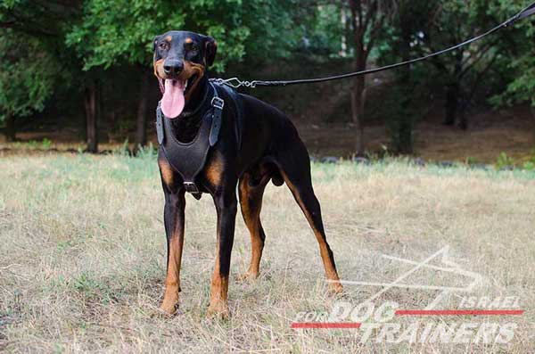 רתמת עור לכלב מתכווננת לאימוני הגנה / תקיפה - FOR DOG TRAINERS- ISRAEL