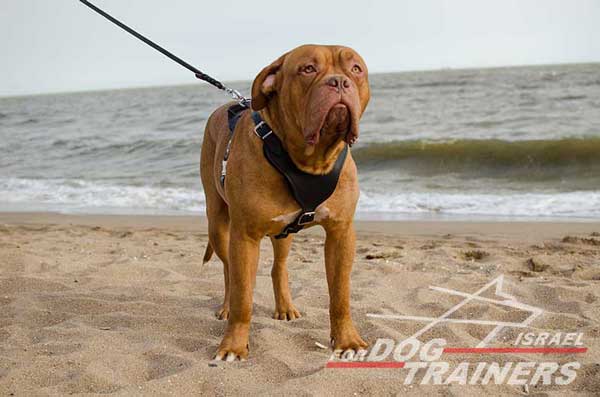 רתמת עור לכלב מתכווננת לאימוני הגנה / תקיפה - FOR DOG TRAINERS- ISRAEL