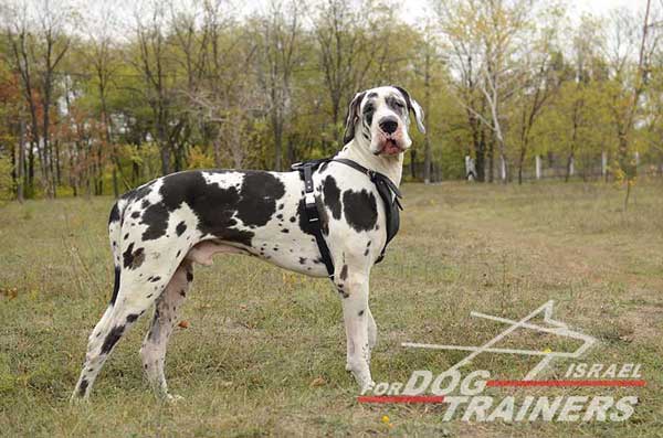 רתמת עור לכלב מתכווננת לאימוני הגנה / תקיפה - FOR DOG TRAINERS- ISRAEL