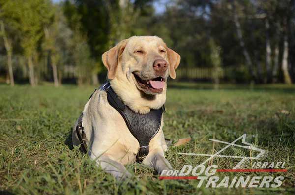 רתמת עור לכלב מתכווננת לאימוני הגנה / תקיפה - FOR DOG TRAINERS- ISRAEL