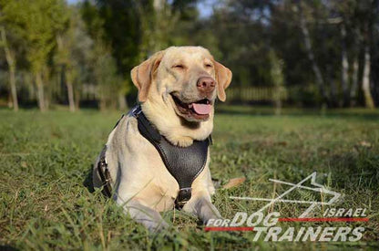 רתמת עור לכלב מתכווננת לאימוני הגנה / תקיפה - FOR DOG TRAINERS- ISRAEL