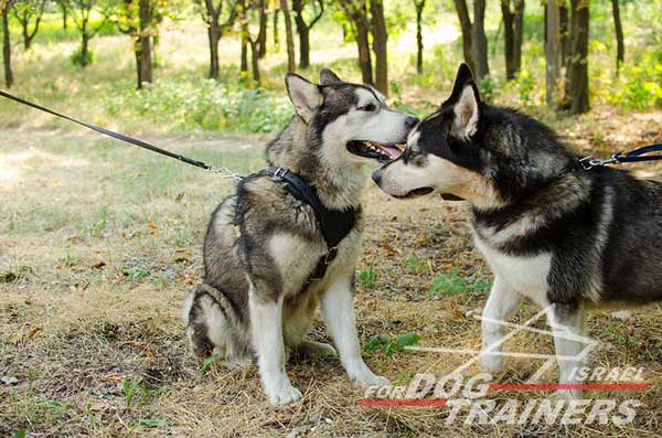 רתמת עור לכלב מתכווננת לאימוני הגנה / תקיפה - FOR DOG TRAINERS- ISRAEL