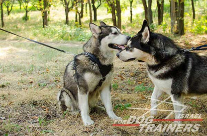 רתמת עור לכלב מתכווננת לאימוני הגנה / תקיפה - FOR DOG TRAINERS- ISRAEL