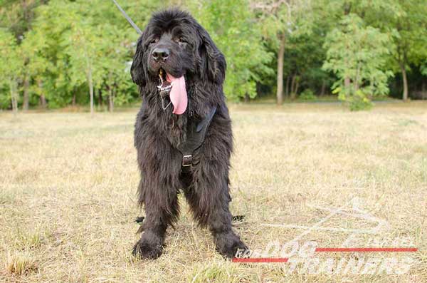 רתמת עור לכלב מתכווננת לאימוני הגנה / תקיפה - FOR DOG TRAINERS- ISRAEL