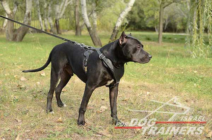 רתמת עור לכלב מתכווננת לאימוני הגנה / תקיפה - FOR DOG TRAINERS- ISRAEL