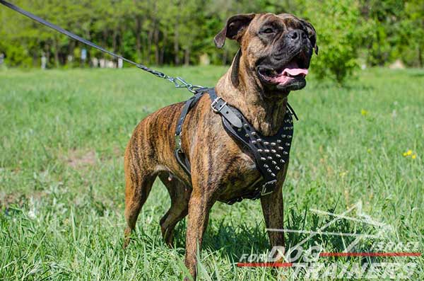 רתמה לכלבים עם ניטים מתכווננת מעור לטיולים אופנתיים עם הכלב ולאימונים - FOR DOG TRAINERS- ISRAEL