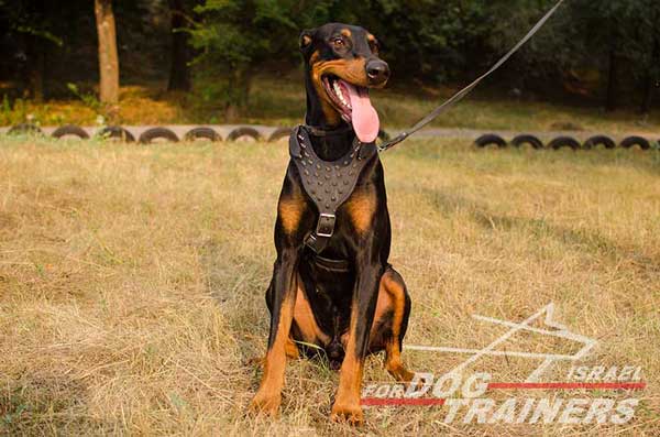 רתמה לכלבים עם ניטים מתכווננת מעור לטיולים אופנתיים עם הכלב ולאימונים - FOR DOG TRAINERS- ISRAEL