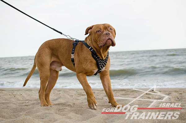 רתמה לכלבים עם ניטים מתכווננת מעור לטיולים אופנתיים עם הכלב ולאימונים - FOR DOG TRAINERS- ISRAEL