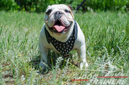 רתמה לכלבים עם ניטים מתכווננת מעור לטיולים אופנתיים עם הכלב ולאימונים - FOR DOG TRAINERS- ISRAEL