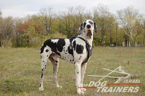 רתמה לכלבים עם ניטים מתכווננת מעור לטיולים אופנתיים עם הכלב ולאימונים - FOR DOG TRAINERS- ISRAEL
