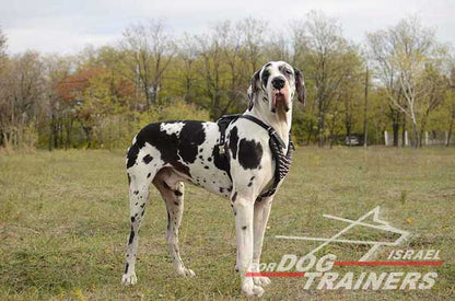 רתמה לכלבים עם ניטים מתכווננת מעור לטיולים אופנתיים עם הכלב ולאימונים - FOR DOG TRAINERS- ISRAEL
