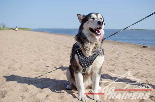 רתמה לכלבים עם ניטים מתכווננת מעור לטיולים אופנתיים עם הכלב ולאימונים - FOR DOG TRAINERS- ISRAEL